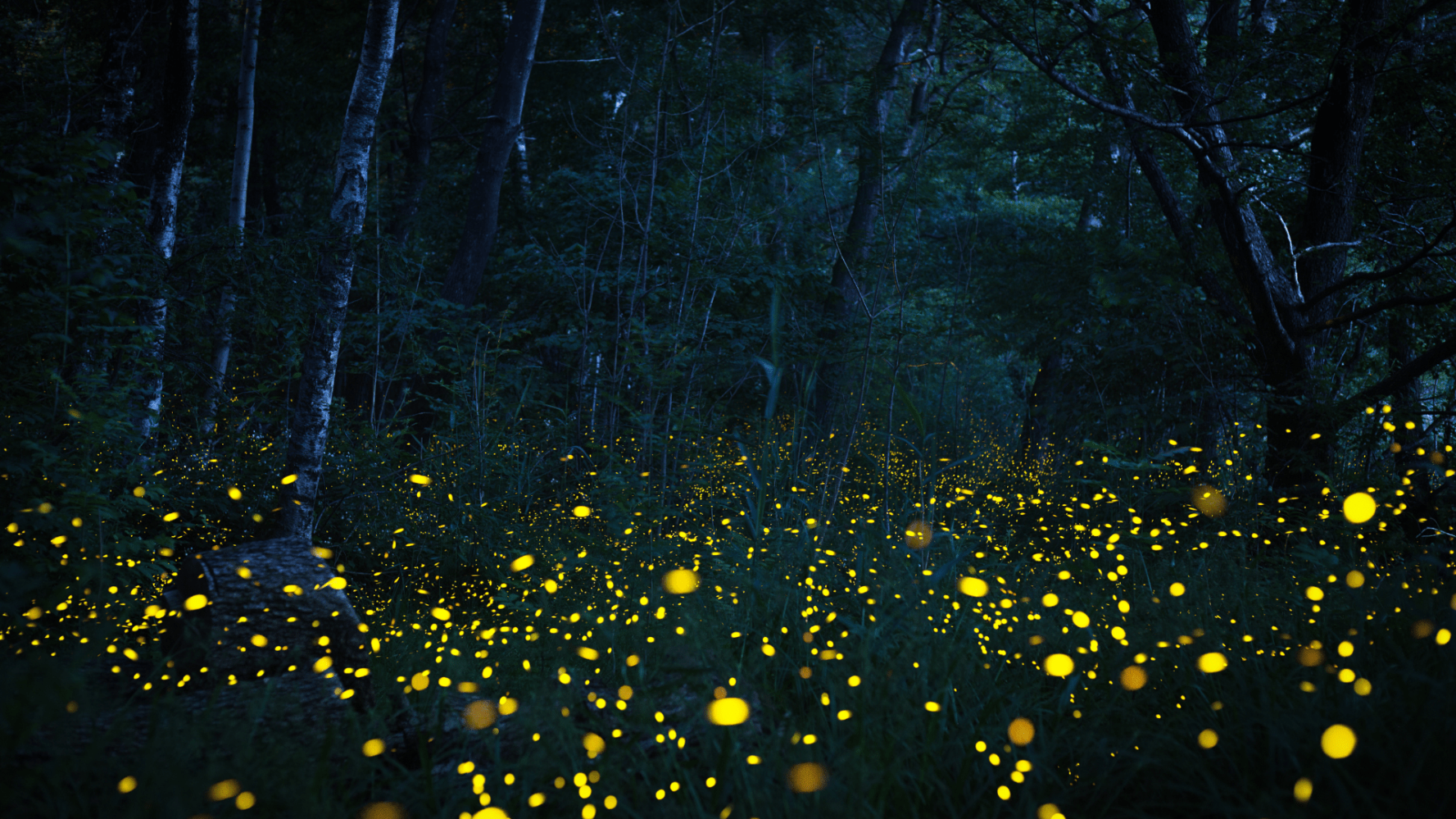 Glowing fireflies in a dark, dense forest at night.
