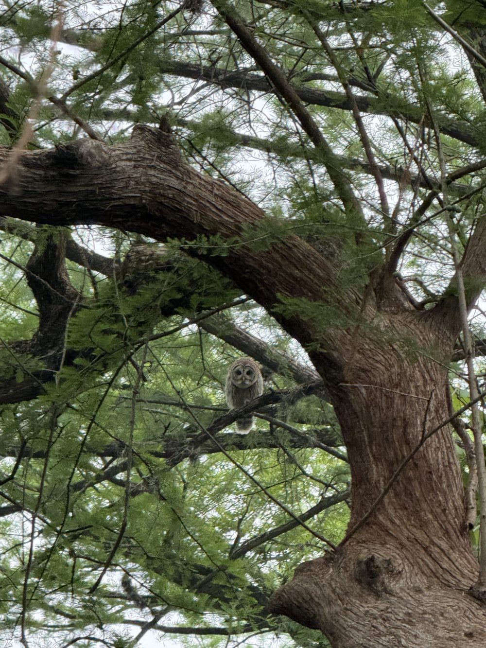 Owl perched on a branch among green leaves in a forest.