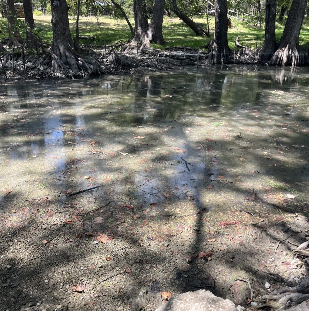Shady pond surrounded by tall trees with sunlight filtering through branches.