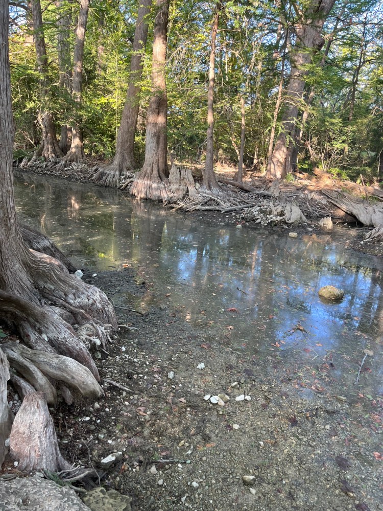 Shallow creek with clear water, surrounded by tall trees and exposed roots.