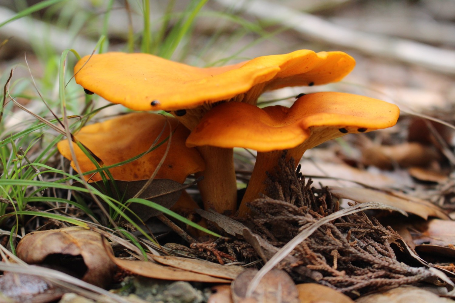 Bright orange mushrooms growing on forest ground with leaves.