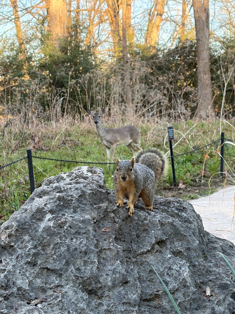 A squirrel on a rock with a deer in the background in a wooded area.