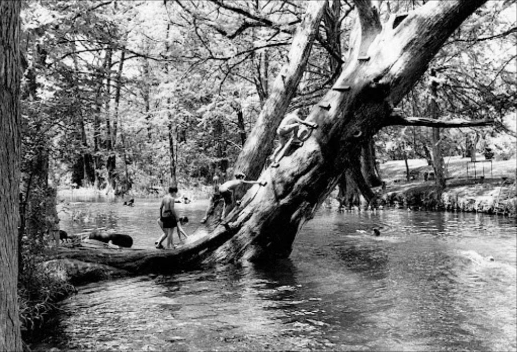 Children climbing a fallen tree over a river in a wooded area.