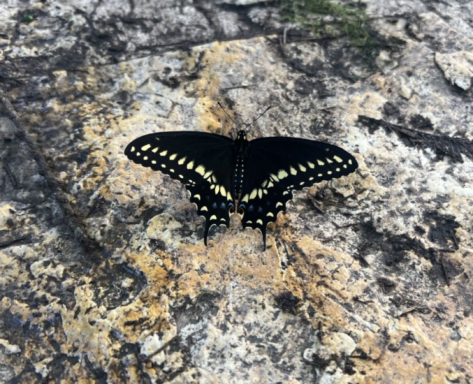 Black butterfly with yellow spots on rocky surface.