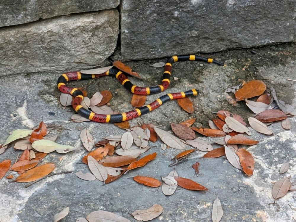 Colorful snake on stone ground with scattered dry leaves.