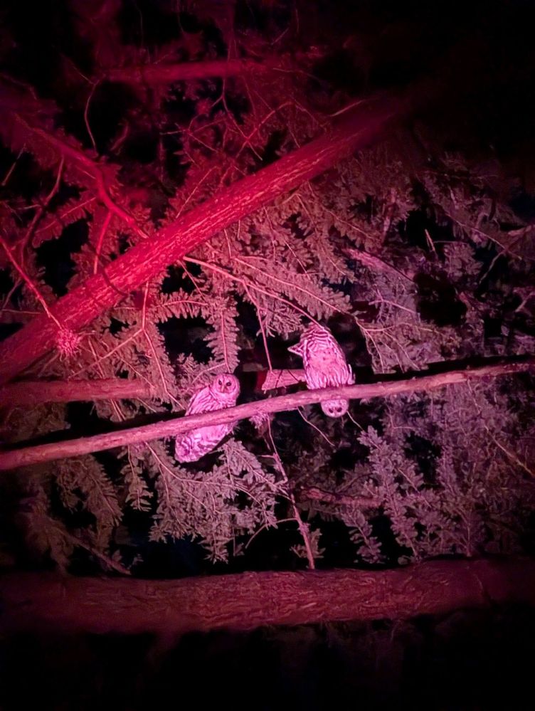 Two owls perched on branches under red light at night.