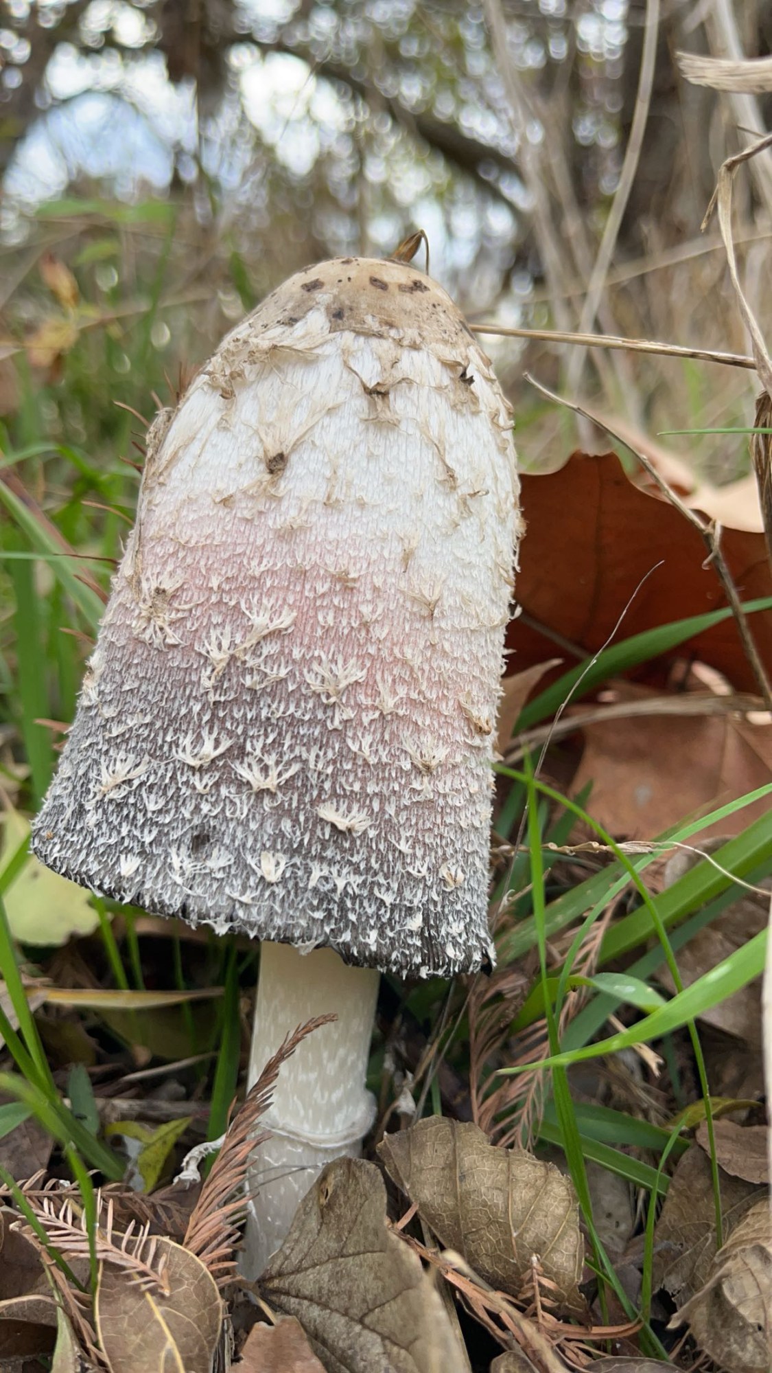 Shaggy ink cap mushroom in grass and leaves