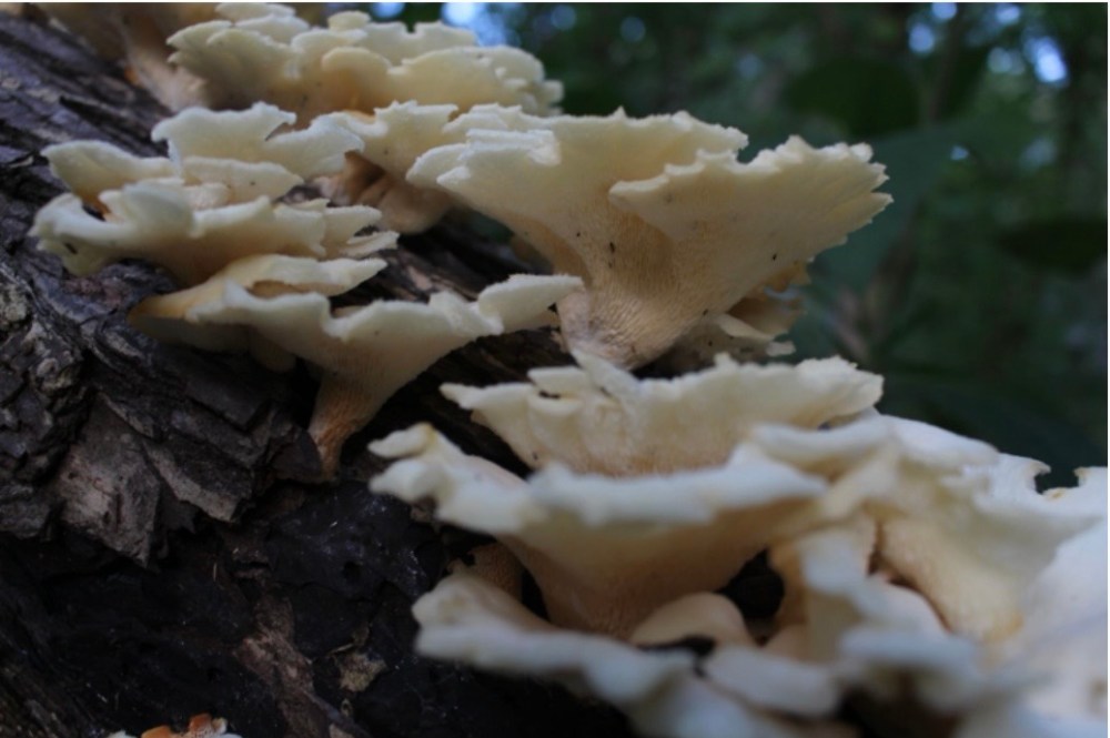 White bracket fungi growing on a fallen tree trunk in a forest.