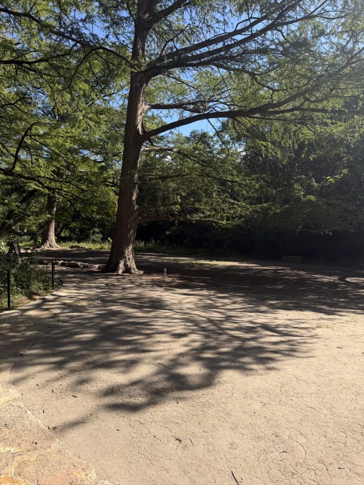 Tree casting shadow on a dirt path under a clear blue sky.