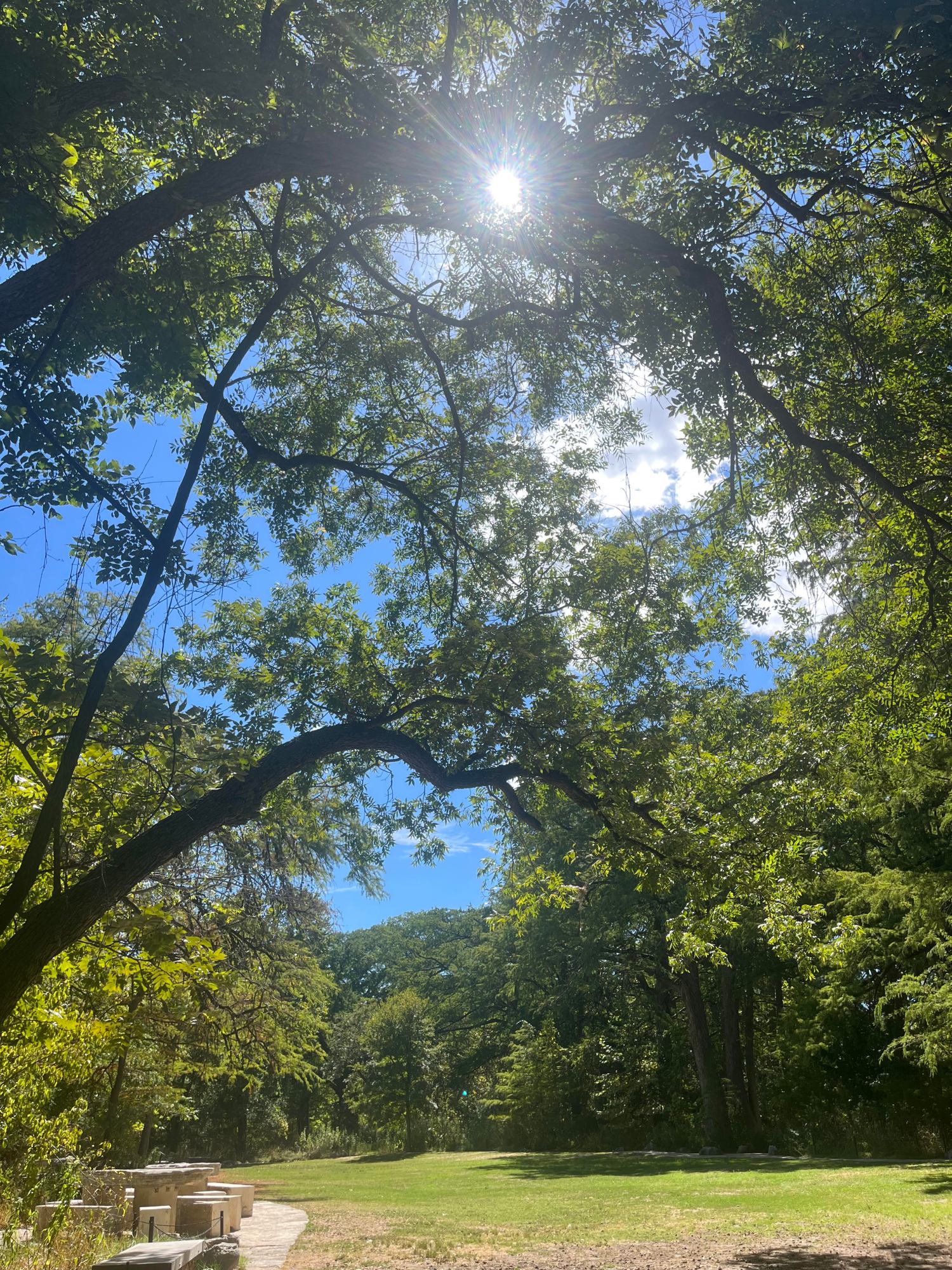 Sunlight through tree branches over a grassy field with picnic tables.