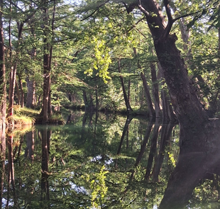Serene forest with trees reflecting on a calm river.